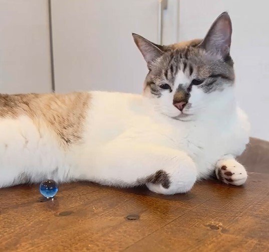 ビー玉と猫