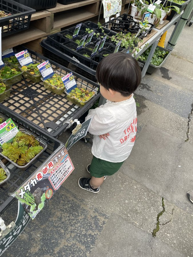 メダカ用の浮き草を眺める2歳児