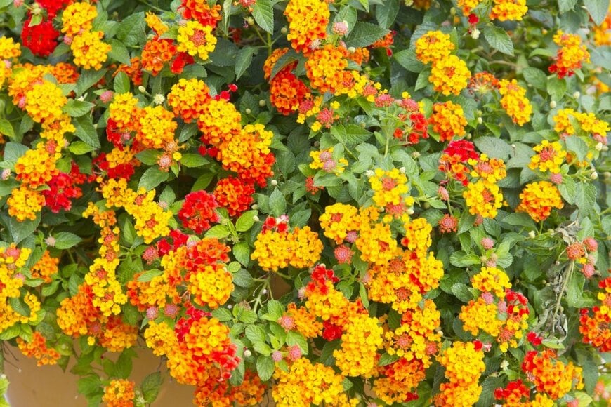 オレンジと黄色いランタナの花