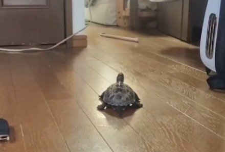 小雪ちゃんを見失ってしまった軍曹くん