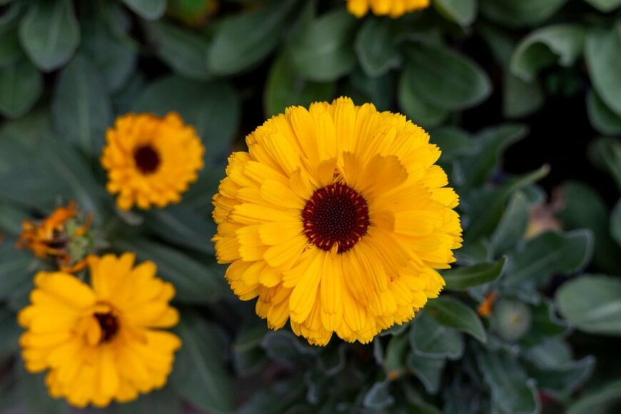 明るいオレンジ色の花を咲かせている、カレンデュラ