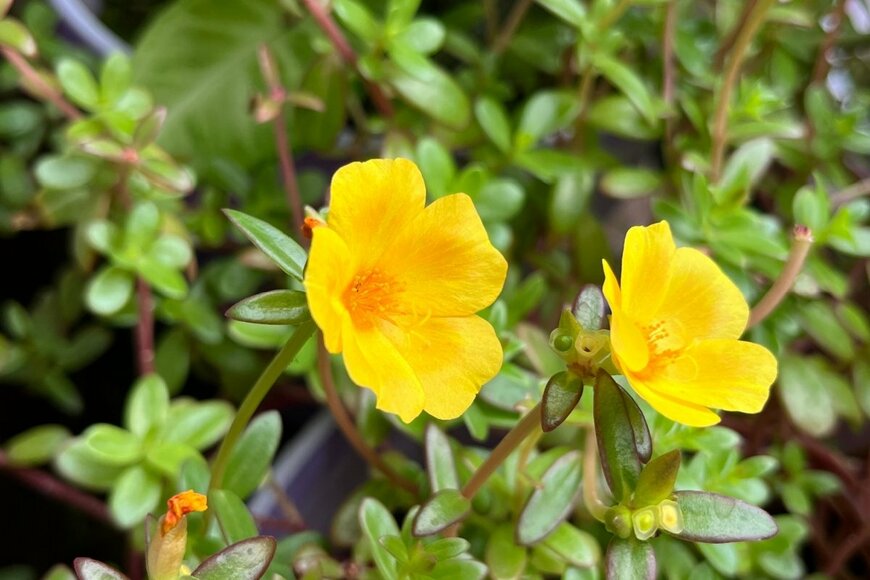黄色いポーチュラカの花