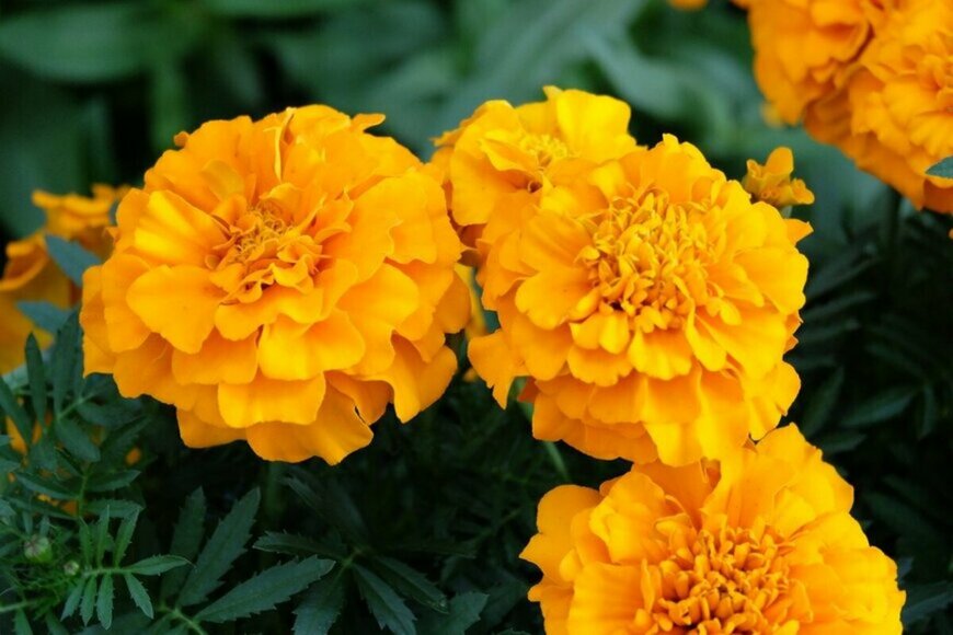 マリーゴールドの花。色はオレンジ