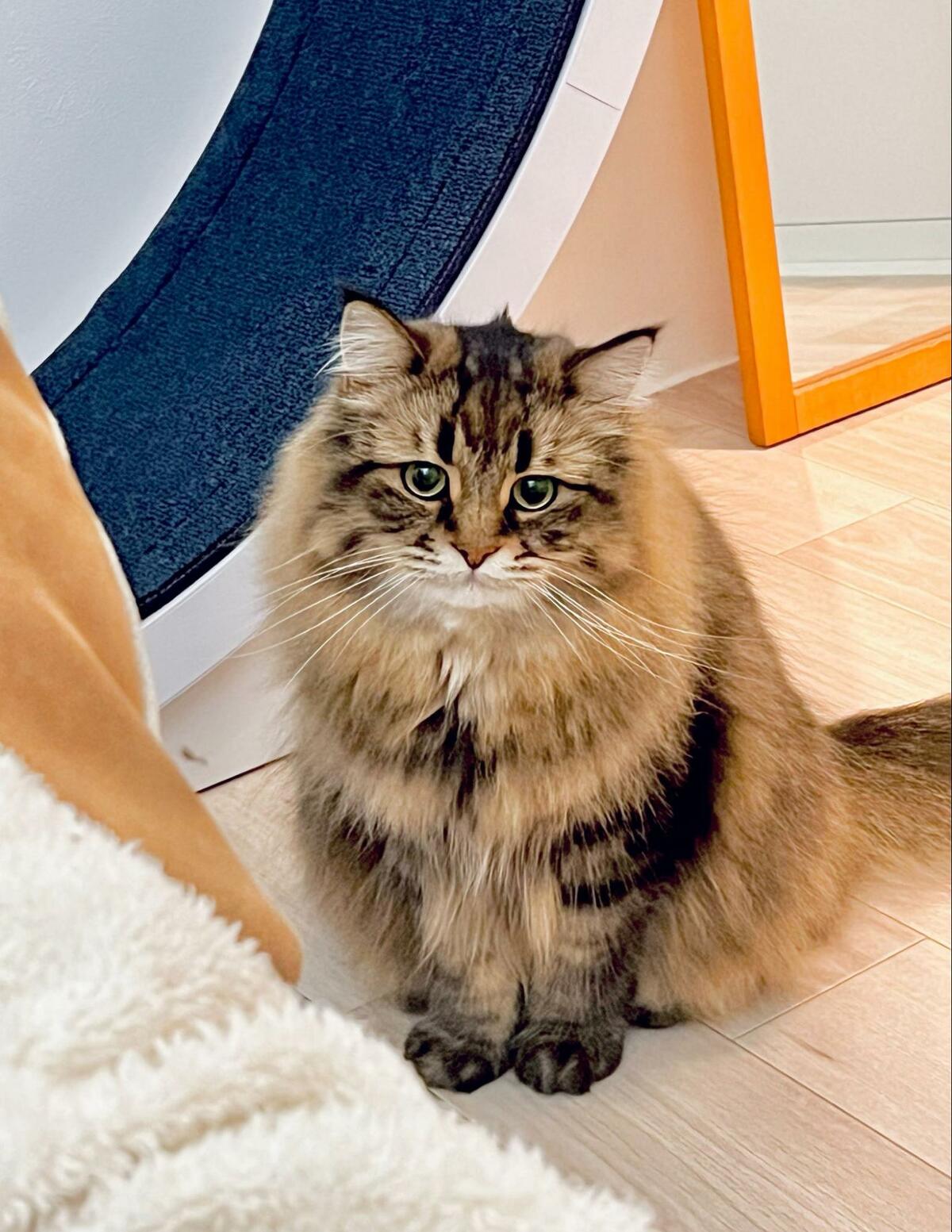 猫さんの頭に「レアなもの」を発見！ 普段と違う様子にX民が悶絶 アッ