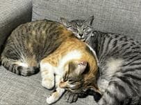 ソファで熟睡する猫さん　まさかの寝顔に反響続出