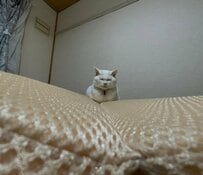 「悟りを開いている猫」が話題に　思わず礼をしたくなるような「佇まい」にほっこり