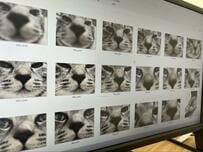 【7.2万いいね】猫の写真を整理していたら…思わぬ光景に笑ってしまう！と大反響