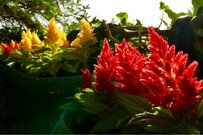 【夏のガーデニング】暑さに強い〈おすすめ草花4選〉＆夏のお世話のポイント