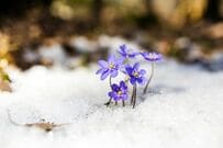 除雪機の値段は「5万円以下」が最多で205人中71人。駆動方式は充電式・電動式が半数を占め、選ぶうえでのポイント1位は価格