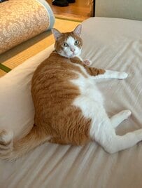「ニャンキー座りだね！」“変な座り方で怒っているように見える猫”が笑える「なぜ、どうしてw」
