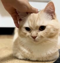 遊びたい飼い主さんVS面倒な猫ちゃん→思わず笑ってしまう光景が大反響「塩対応可愛い」