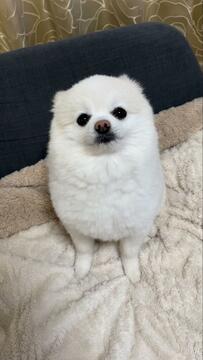 おやつが焼き芋だと知らされた犬　表情のビフォアフに大反響