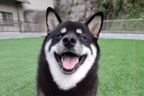 自宅の敷地内を走る「黒柴」に違和感　「何かに吸い込まれている」様子に目を疑う