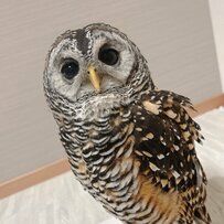 【まん丸お目目のフクロウ】「おやすみなさい」のご挨拶に癒される！可愛らしい表情に注目