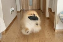 誕生日会直前「テンション爆上がり」の犬の様子が話題→その後の展開に笑ってしまう