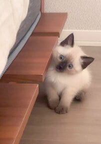 猫の“0歳と2歳”ビフォーアフターに癒やされる　変化に驚く人からは「目の色がかなり変わってる」