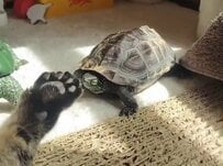 「おもちゃにされてる」猫の肉球を追いかける亀　2.4万回再生の異種間交流に笑ってしまう