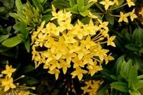 【ガーデニング】真夏の庭をスタイリッシュに演出！大人カワイイ一年草・多年草オススメ10選