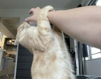 【夢中】飼い主さんの手にじゃれる猫ちゃんが可愛すぎる！遊んだ後の満足そうな表情にほっこり