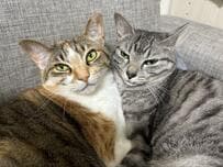 「←昨日と今日→」兄妹猫の“毎日の写真”が3万回表示　癒しの反響続々