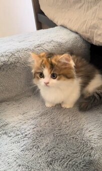 【見てるだけで幸せ】飼い主さんのなでなで大好き→とろけちゃう子猫ちゃんが可愛すぎ