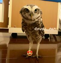 【V字眉毛のフクロウ】上から見てみると…？見事な眉毛に注目が集まる！