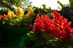 【夏のガーデニング】暑さに強い〈おすすめ草花4選〉＆夏のお世話のポイント
