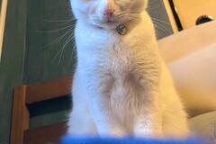 まるでサンタさん…枕元におもちゃを届ける猫　ド迫力の待ち姿に8000いいね