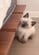 猫の“0歳と2歳”ビフォーアフターに癒やされる　変化に驚く人からは「目の色がかなり変わってる」