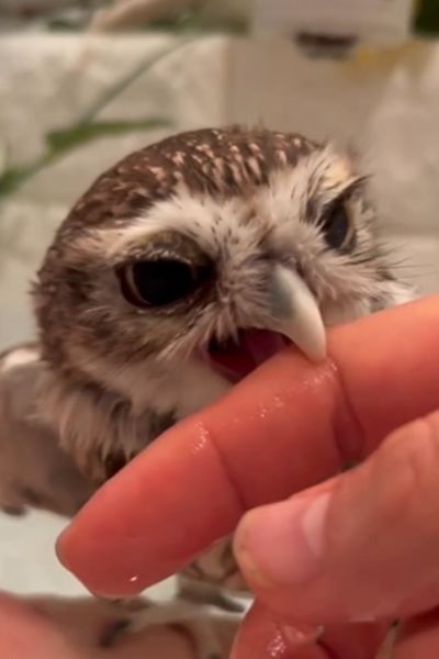 噛みつくフクロウ