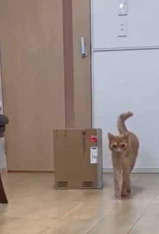 投稿動画のワンシーン