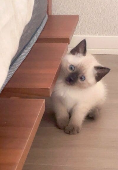 バブ期(0歳)の猫ちゃん