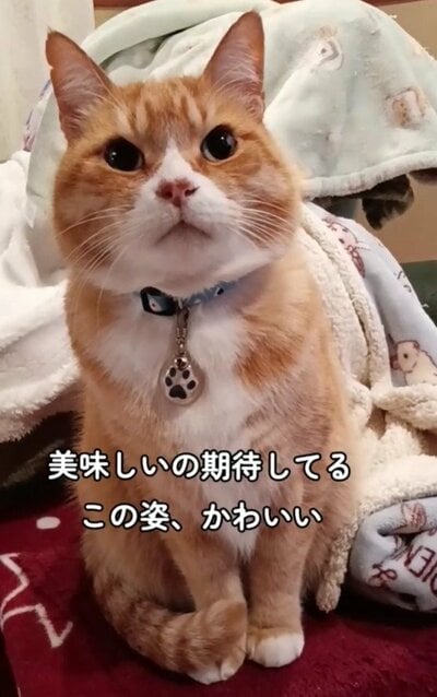 熱視線を送るとらきちくん