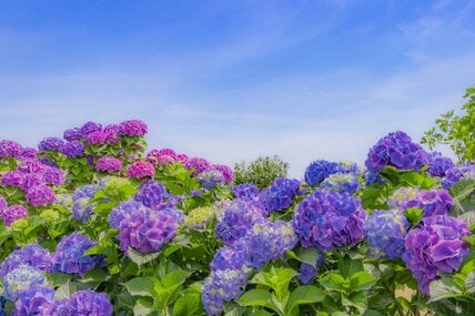【厚生年金】基礎年金を含む平均月額は約15万円。では「月額30万円以上」もらえる高額受給者はどれくらいいる？