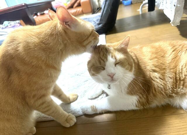 弟猫が兄猫の毛繕い　ほっこりすると思ってたら兄猫くんの心の声は違うよう？！　想像を超えた感想に大爆笑