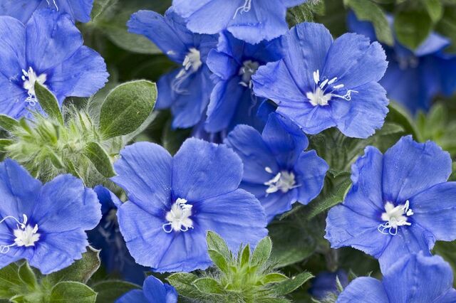 春からの雑草対策に！今が植えどきの「育てやすいグランドカバー」3つ。まるでアフロみたい！？モコモコ可愛い花も。