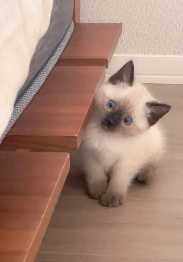 猫の“0歳と2歳”ビフォーアフターに癒やされる　変化に驚く人からは「目の色がかなり変わってる」