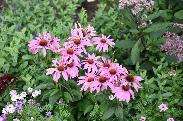 【ガーデニング】小さい庭や花壇にはオシャレで個性的な花を！植えると映えるオススメ6選