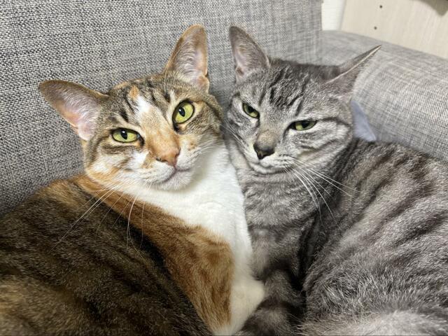 「←昨日と今日→」兄妹猫の“毎日の写真”が3万回表示　癒しの反響続々