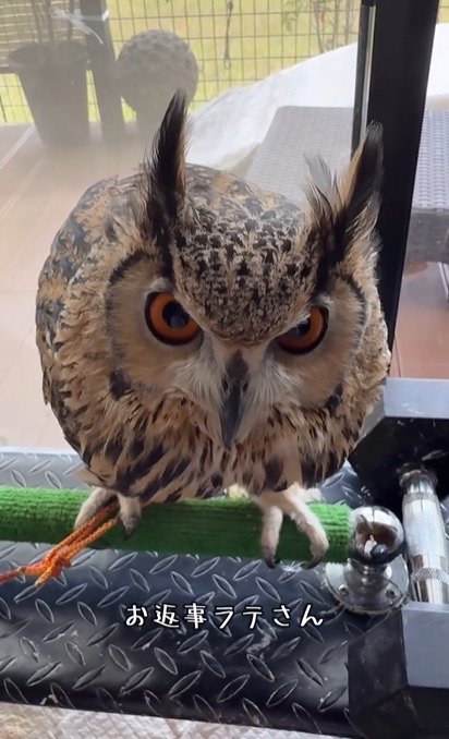 出所：@ba_chantolatte