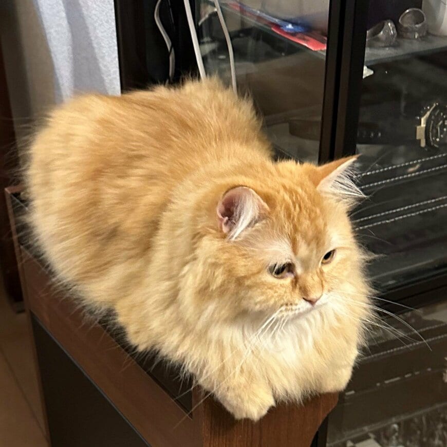 出所：@NEKOLAND13