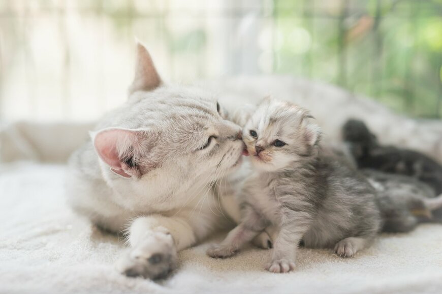 【猫の多頭飼い】初期費用から飼育にかかるお金とは。トラブルを避ける3つの注意点も解説