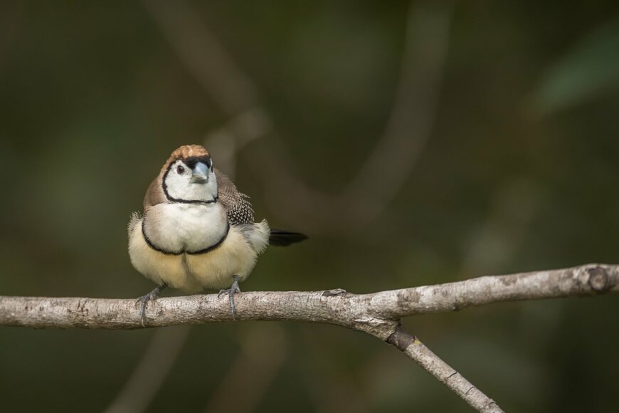 Pete Evans/shutterstock.com