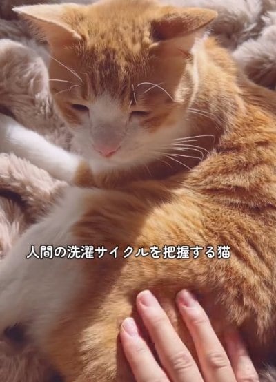 出所：@miko_nekoneko