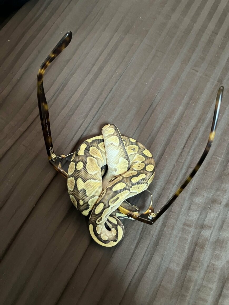 部屋を散歩していたヘビが飼い主の「メガネ」を強奪　かわいい姿に笑顔