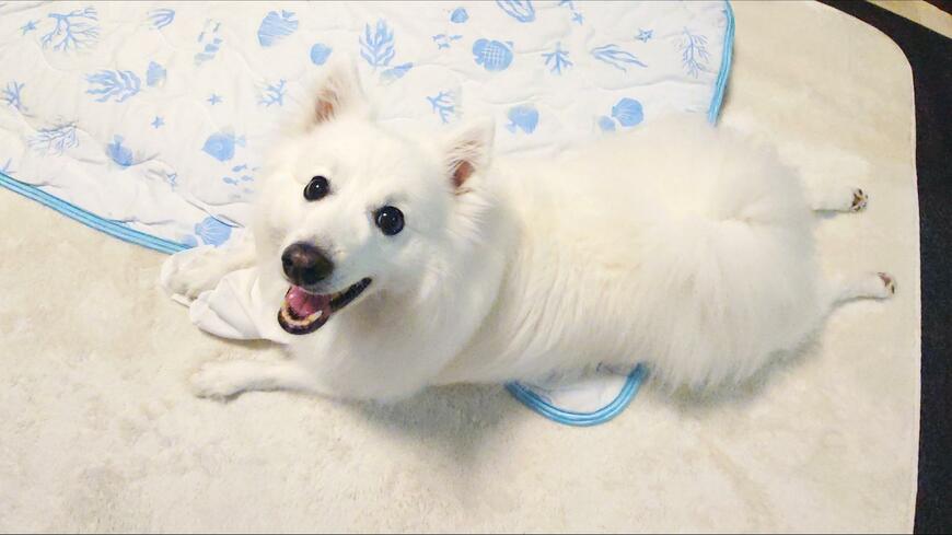 出所：@kukuri_shibainu