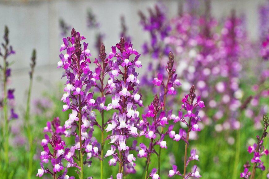 igaguri_1/istockphoto.com