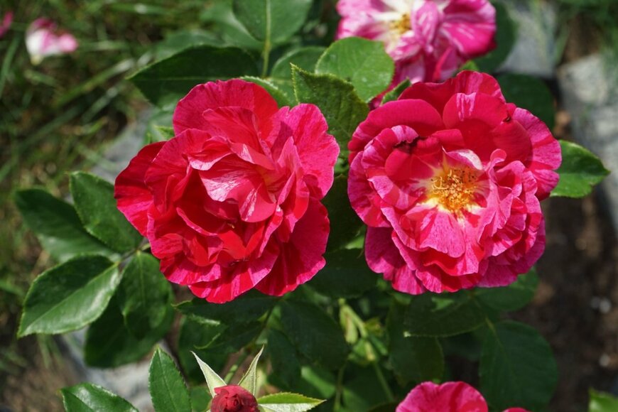 crystaldream/shutterstock.com