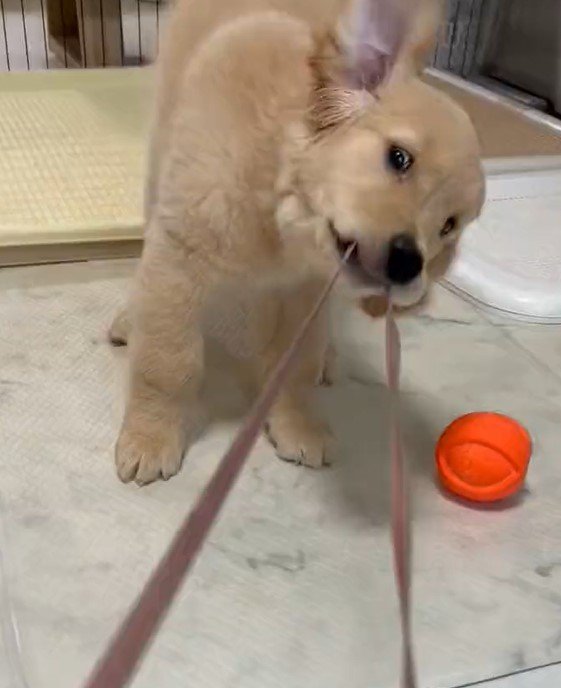 出所：@pu_channeldesu