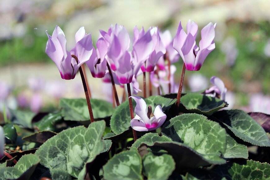 irisphoto1/Shutterstock.com